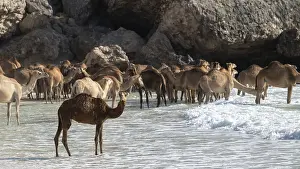 Arabian Peninsula Wildlife Drucke: Dromedary (Camelus dromedarius)