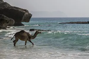 Dromedar (Camelus dromedarius)