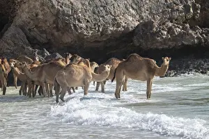 Even Toed Ungulate Photos Drucke: Dromedary (Camelus dromedarius)