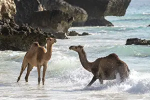 Even Toed Ungulate Images Drucke: Dromedary (Camelus dromedarius)