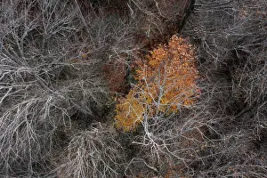 Austria Drone Photography Tour Drucke: Drone image, bare branches of deciduous trees with colourfully discoloured tree in the middle