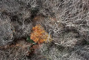 Salzkammergut Drone Image Drucke: Drone image, bare branches of deciduous trees with colourfully discoloured tree in the middle