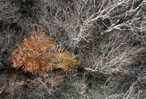 Drucke von Bild eines Drohnen, nackte Äste von Laubbäumen mit farbenfroh verfärbtem Baum in der Mitte, Mondseeland, Salzkammergut, Oberösterreich, Österreich Luftaufnahme Drucke: Bild eines Drohnen, nackte Äste von Laubbäumen mit farbenfroh verfärbtem Baum in der Mitte