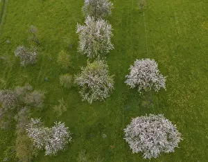 Lower Austria Nature Scene Drucke: Drone image of blossoming cherry trees