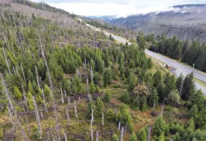 Drucke von Bild eines Drohnen, Klimawandel, Rindenkefer, Waldsterben in der Harz nahe Torfhaus, Niedersachsen, Deutschland Borkenkäfer Drucke: Drohnenbild, Klimawandel, Rindenkefer.