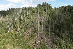 Drucke von Bild eines Drohnen, Klimawandel, Rindenkefer, Waldsterben in der Harz nahe Torfhaus, Niedersachsen, Deutschland Borkenkäfer Drucke: Bild eines Drohnen, Klimawandel, Rindenkefer.