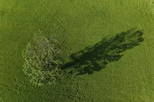 Drone Photography Austria Drucke: Drone image, deciduous tree in a meadow casts long shadow