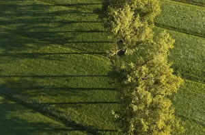 Salzkammergut Scenery Drucke: Drone image, group of deciduous trees in a meadow casting long shadows