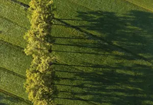Austria Aerial Landscape Drucke: Drone image, group of deciduous trees in a meadow casting long shadows