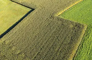 Aerial View Of Cornfield Drucke: Drone image, maize field from above