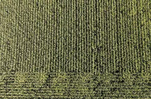 Drone View Of Maize Field Drucke: Drone image, maize field from above