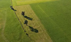 Salzkammergut Aerial View Drucke: Drone image, meadow with group of trees