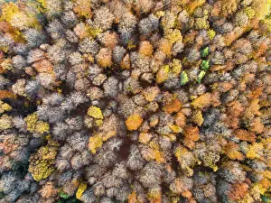 Central Europe Nature Views Drucke: Drone view of forest in autumn