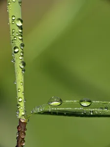 Macro Photography Drucke: Drop