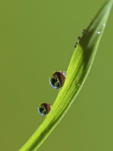 Macro Photography Drucke: Drop