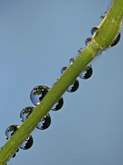 Macro Photography Drucke: Drop
