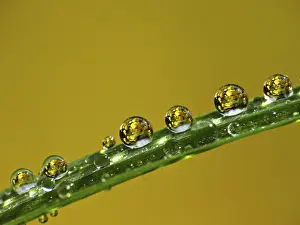 Water Drop Image Drucke: Drop