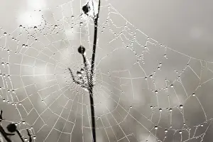 Dew Drops On Spider Web Drucke: Many drops of dew on a spider web