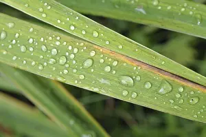 Nature Photography Drucke: Drops, leaf, rain, raindrops, dew