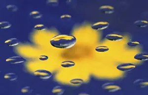 Water Drops Drucke: Drops of water