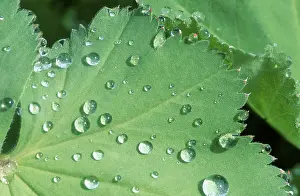 Green Background Nature Scene Drucke: Drops of water on leaf
