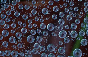 Water Droplets On Silk Drucke: Drops of water in spider web
