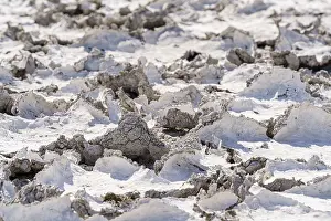Etosha National Park Namibia Drucke: Drought mud patterns with cracks on the ground