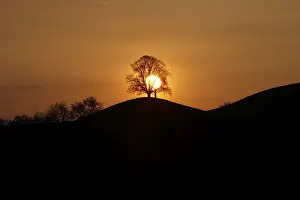 Backlit Deciduous Tree Drucke: Drumlins with tree at sunset, Oelegg