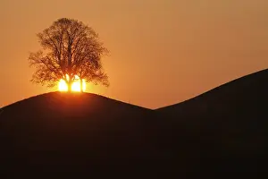 Evening Atmosphere Drucke: Drumlins with tree at sunset, Oelegg