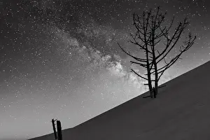 Starry Night Sky Europe Drucke: Dry dead pine (Pinus) in the evening