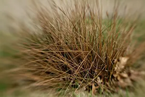 Open Air Scenery Drucke: Dry grass