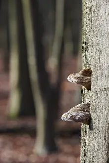 Deserted Beech Forest Drucke: Dry rot on a beech tree, Germany
