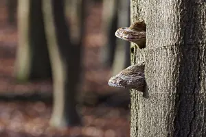 Central European Beeches Drucke: Dry rot on a beech tree, Germany
