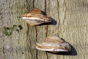 Central Europe Trees Drucke: Dry rot on a beech tree, Germany
