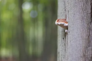 Deserted Beech Forest Drucke: Dry rot on a beech tree, Germany