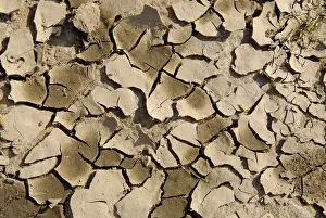 Parched Earth Drucke: Dry soil