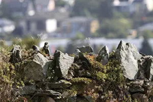 Dry Stone Wall Drucke: Dry stone wall with plants