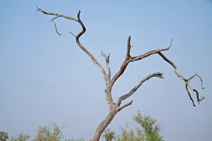 Deserted Africa Landscape Drucke: Dry tree, branches rising into the sky, Botswana