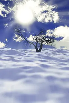 Snowy Winter Landscape Drucke: One dry tree on snow field with sun rays and clouds