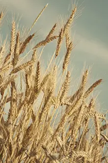 Agricultural Crops Drucke: Dry wheat ears