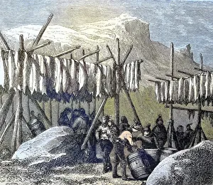 Historic Woodcut Illustration Drucke: Drying the cod fish on Newfoundland country
