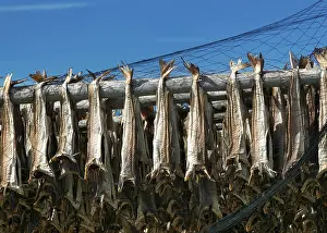 Drucke von Fisch zu trocknen im Freien an der Varangerfjorden, Finnmark, Norwegen Kabeljau Im Atlantik Drucke: Fisch zu trocknen im Freien an der Varangerfjorden.