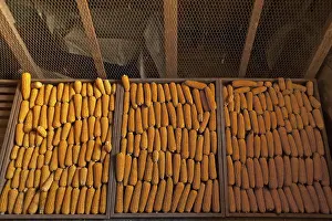 German Agricultural Crops Drucke: Drying corn cobs (Zea mays subsp)