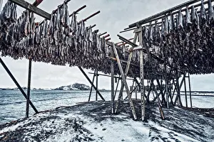 Drucke von Trocknende Flocken mit Stockfisch-Kabeljau im Winter. Reine Fischerdörfer, Lofoten-Inseln, Norwegen Kabeljau Im Atlantik Drucke: Trocknende Flocken mit Stockfisch-Kabeljau in Winter.