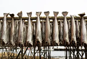 Norway Wildlife Photography Drucke: Drying racks in Lofoten