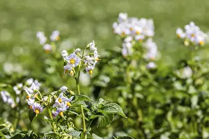 Vegetable Cultivation Drucke: Dryness in the fields is causing problems for farmers and vegetable growers