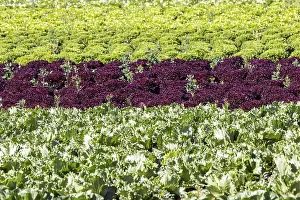 Southern Germany Agricultural Landscape Drucke: Dryness in the fields is causing problems for farmers and vegetable growers