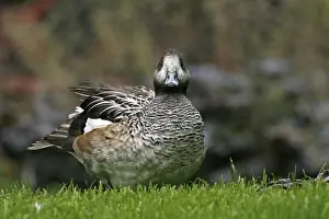 Duck Bird Species Drucke: Duck Duck