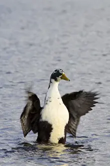 Wild Animal In Water Drucke: Duck flapping its wings in the water