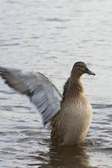Waterfowl Wildlife Photography Drucke: Duck flapping its wings in the water